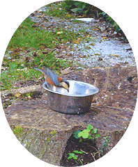 山中湖の野鳥たち、ペンションに訪れます 撮)山中湖 ペンション ヴィヴィアンクレール
